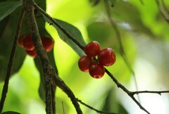 Flacourtia montana, photograph Haneesh K M, CC0, iNaturalist via GBIF