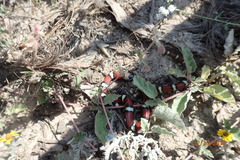 Lampropeltis annulata