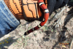 Lampropeltis annulata