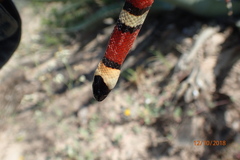Lampropeltis annulata