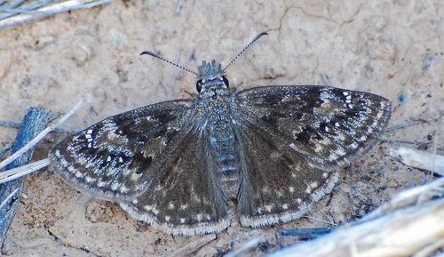 Rocky Mountain Duskywing