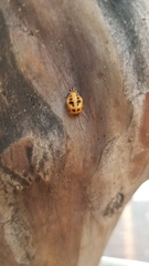 Harmonia axyridis