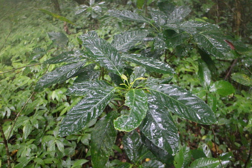 Elaeocarpus multiflorus iNat (2)