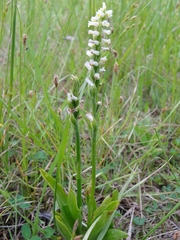 Spiranthes lucida