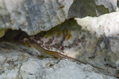 Anolis mestrei