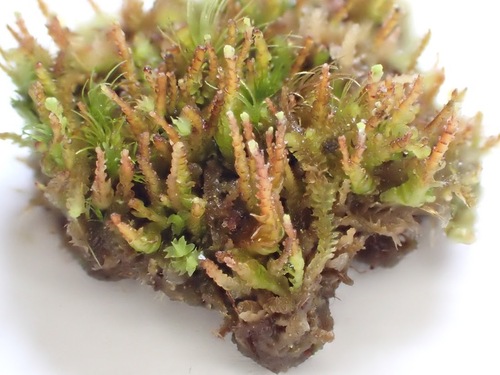 Image of Neoorthocaulis attenuatus by no rights reserved