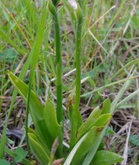 Spiranthes lucida