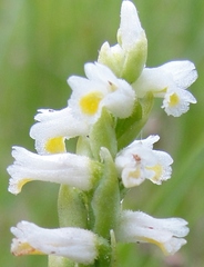 Spiranthes lucida
