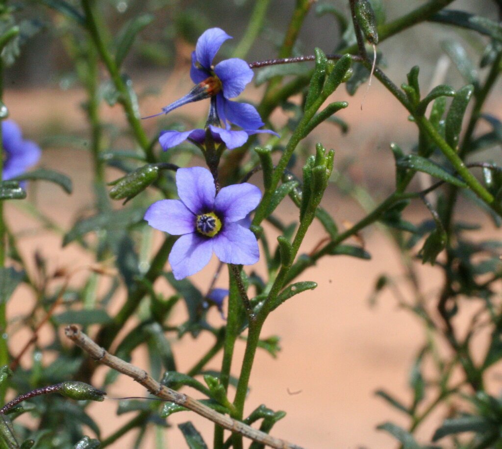 Halgania integerrima