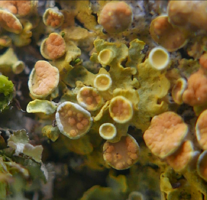Tremella parietinae