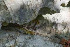 Anolis mestrei