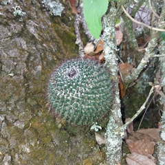 Mammillaria orcuttii