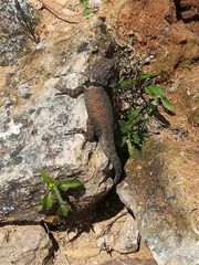 Sceloporus torquatus torquatus