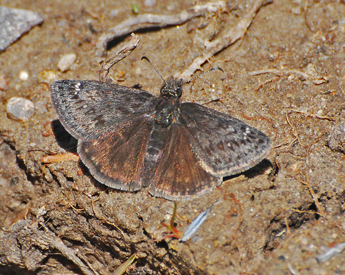 Rocky Mountain Duskywing