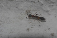 Synemosyna decipiens