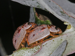 Paropsisterna m-fuscum