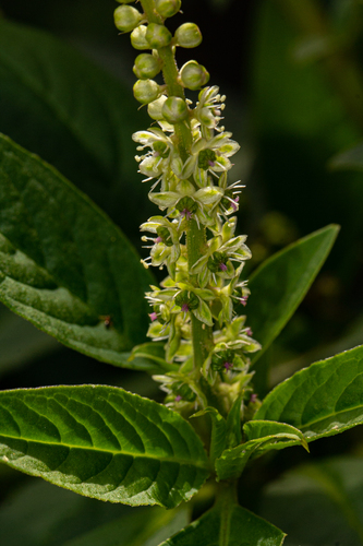 Phytolacca octandra image