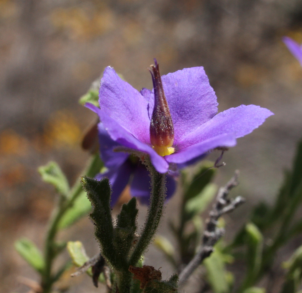 Rough Halgania from Pingaring WA 6357, Australia on October 17, 2014 at ...