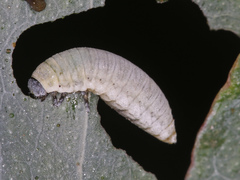 Paropsisterna m-fuscum