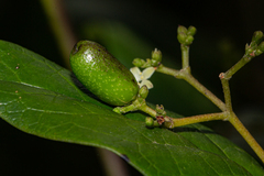 Image of Cassinopsis tinifolia