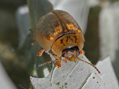 Paropsisterna m-fuscum