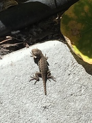Sceloporus occidentalis