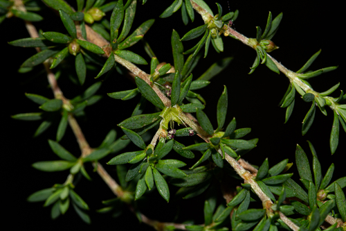 Cliffortia serpyllifolia image
