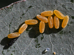 Paropsisterna m-fuscum