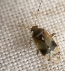 Pinalitus cervinus