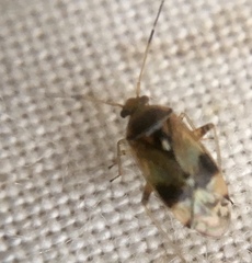 Pinalitus cervinus