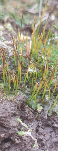 Notothyladaceae image