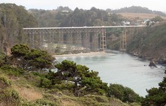 Pinus contorta contorta