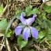 Viola grypoceras - Photo (c) 陳正守, algunos derechos reservados (CC BY-NC), subido por 陳正守