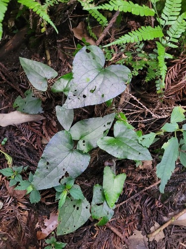 Asarum caudigerum iNat (3)