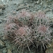 Cottontop Cactus - Photo (c) Stephen Hodges, some rights reserved (CC BY-NC), uploaded by Stephen Hodges