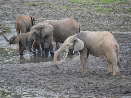 Forest Elephant
