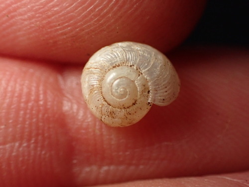 Tayloria kibweziensis, 2023-04-04