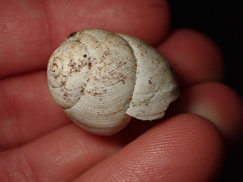 Tayloria kibweziensis, 2023-04-04