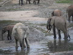 Loxodonta cyclotis