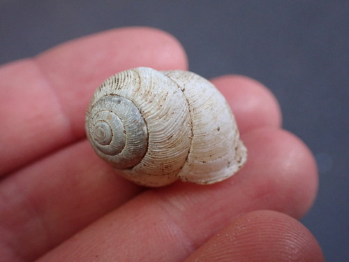 Tayloria kibweziensis, 2023-04-04