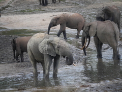 Loxodonta cyclotis
