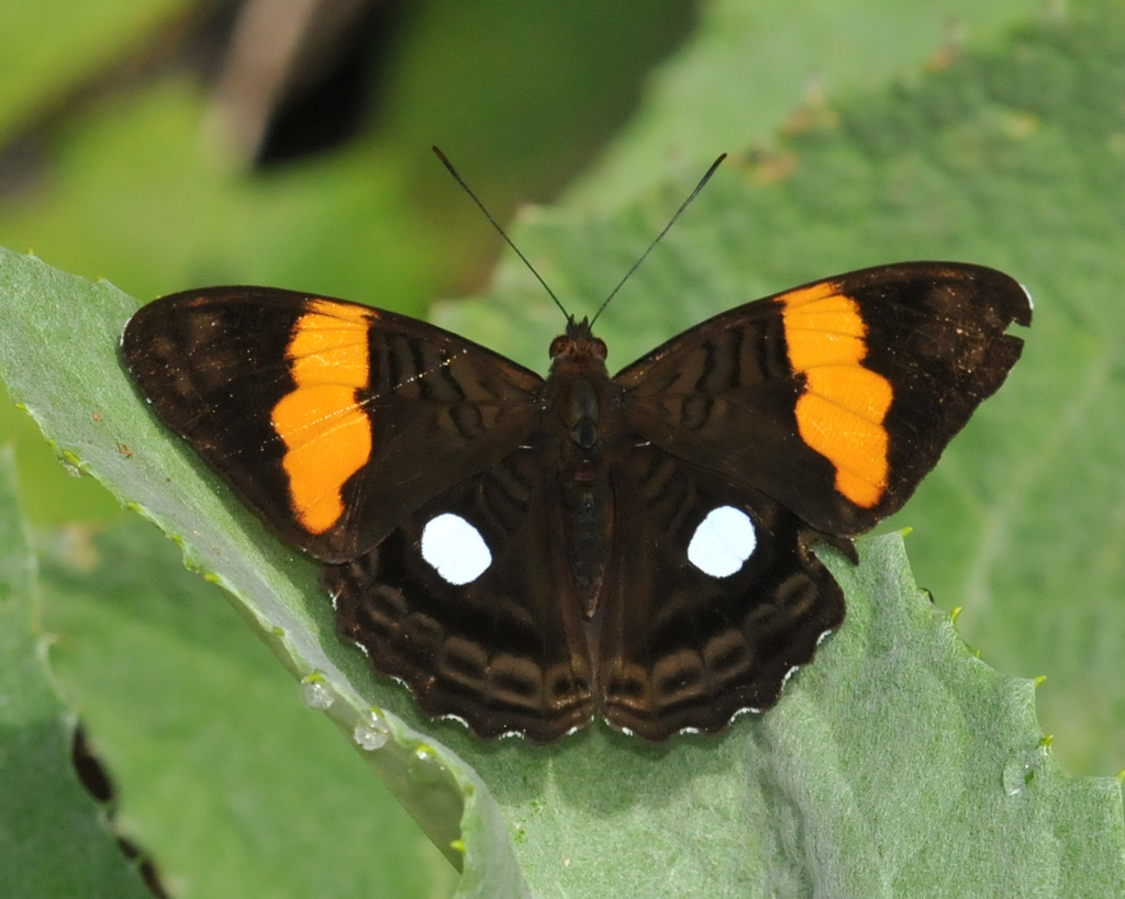 Adelpha leucophthalma