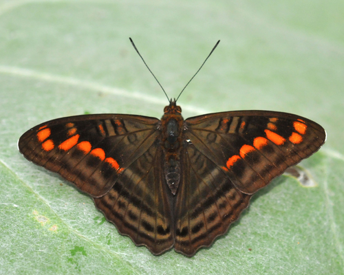 Adelpha levona · iNaturalist