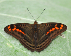 Adelpha levona