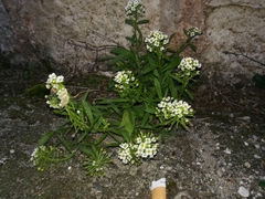 Strand-Silberkraut (Lobularia maritima): Herkunft und Verwendung — Foto 2