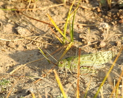 Angaracris barabensis