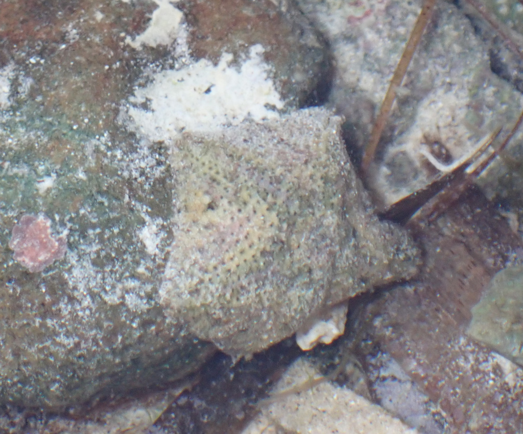 Cryptasterina pentagona