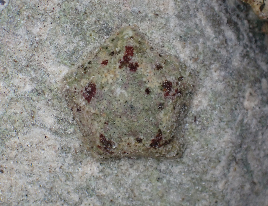 Cryptasterina pentagona
