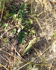 Angaracris barabensis