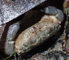 Leptodius australis